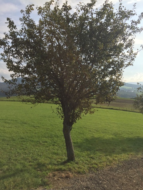 Mostbirnbaum Dingelbach