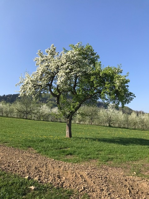 Schmotzbirne