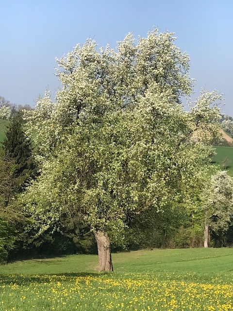 Grüne Pichelbirne