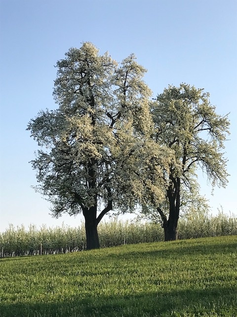 Dorschbirne