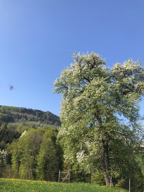 Dorschbirne