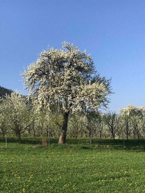 Mühlwiesenbirn