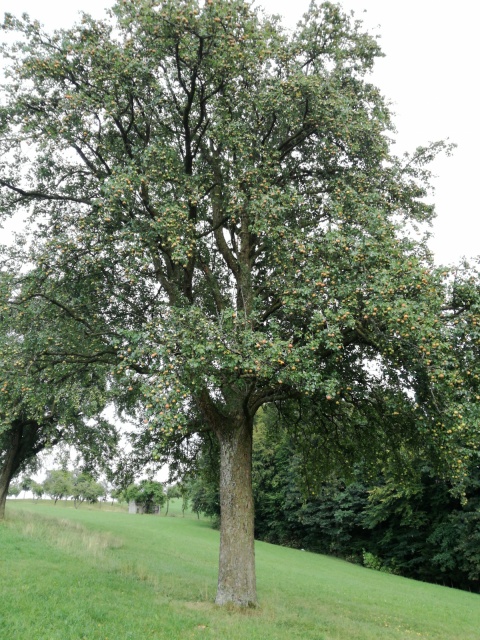 Ein Birnenbaum