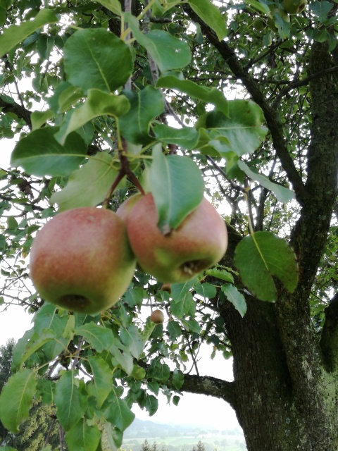 Schweizer Wasserbirne