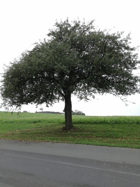 Landlkugel