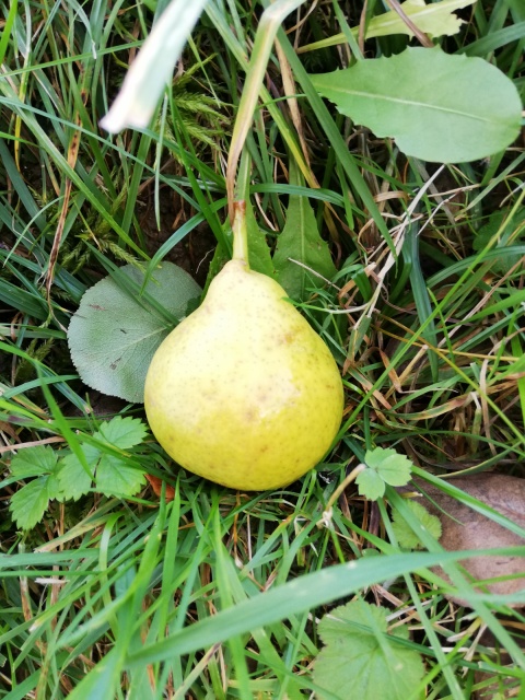 Kleine Landlbirne
