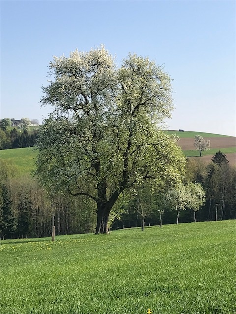 Grüne Pichelbirne