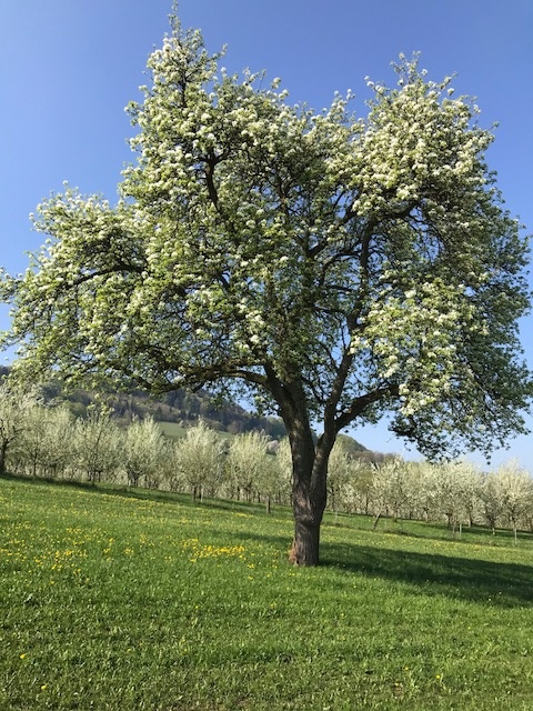 Amstettner Mostbirne